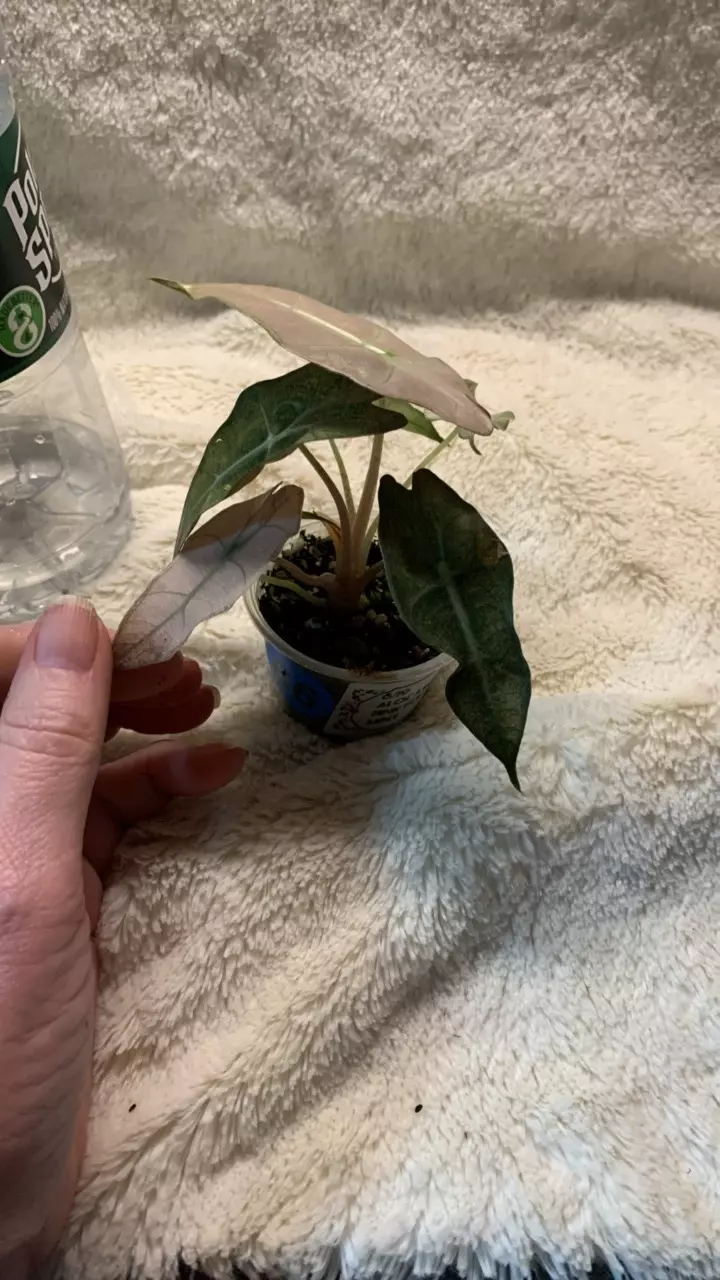 B66- Alocasia Pink Polly Mint pup thumbnail