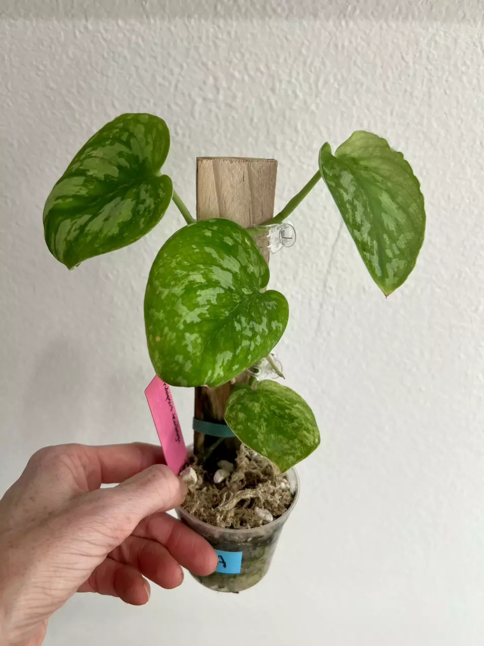 Scindapsus tembaga A thumbnail