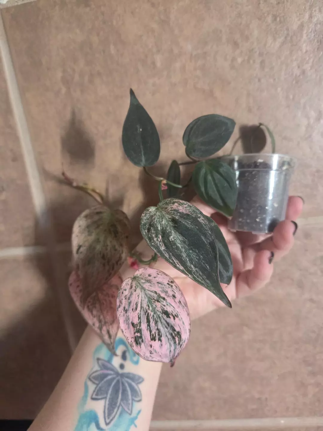 Philodendron Pink Micans Galaxy thumbnail