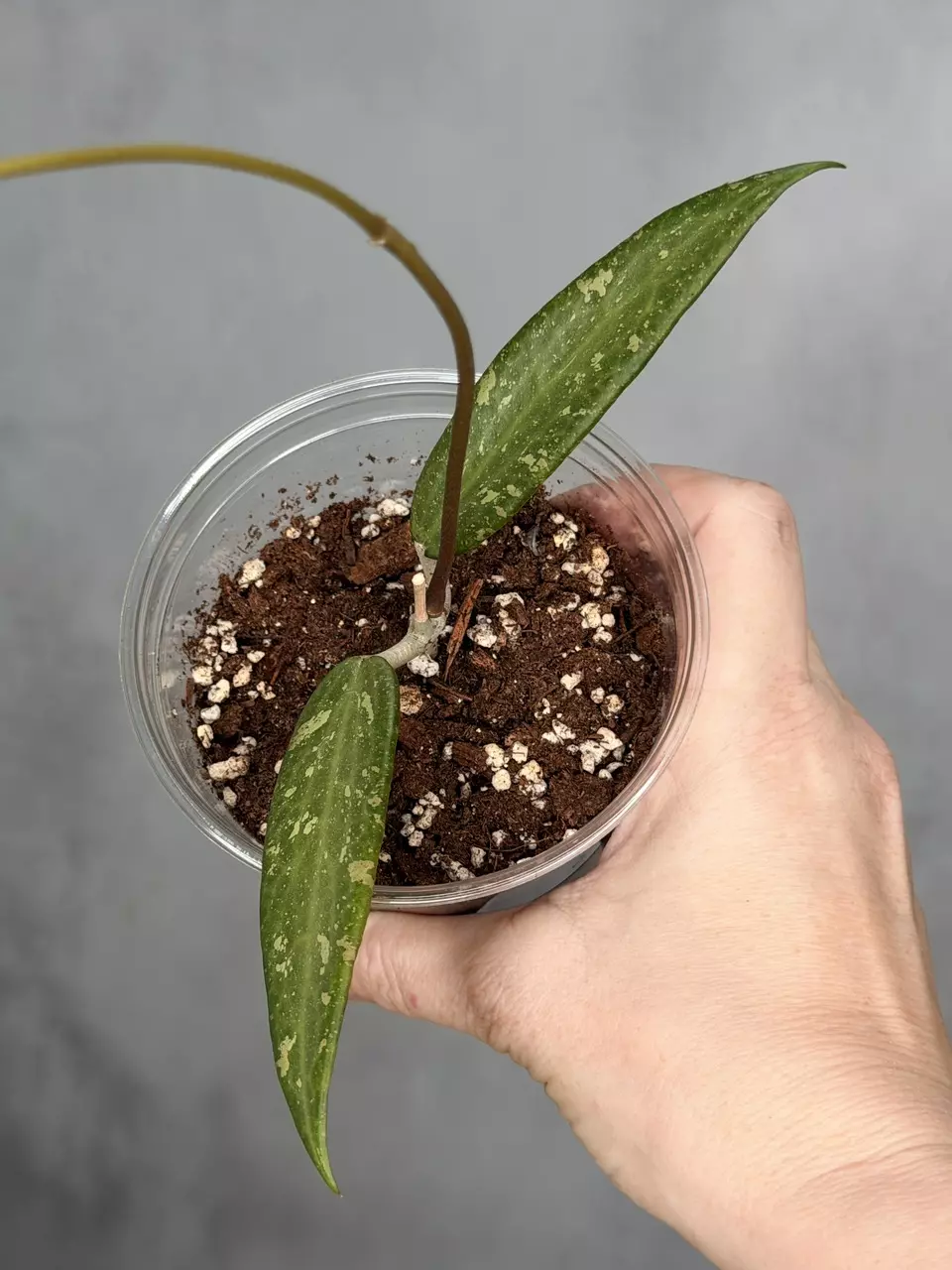 Hoya sp. Loei Province thumbnail