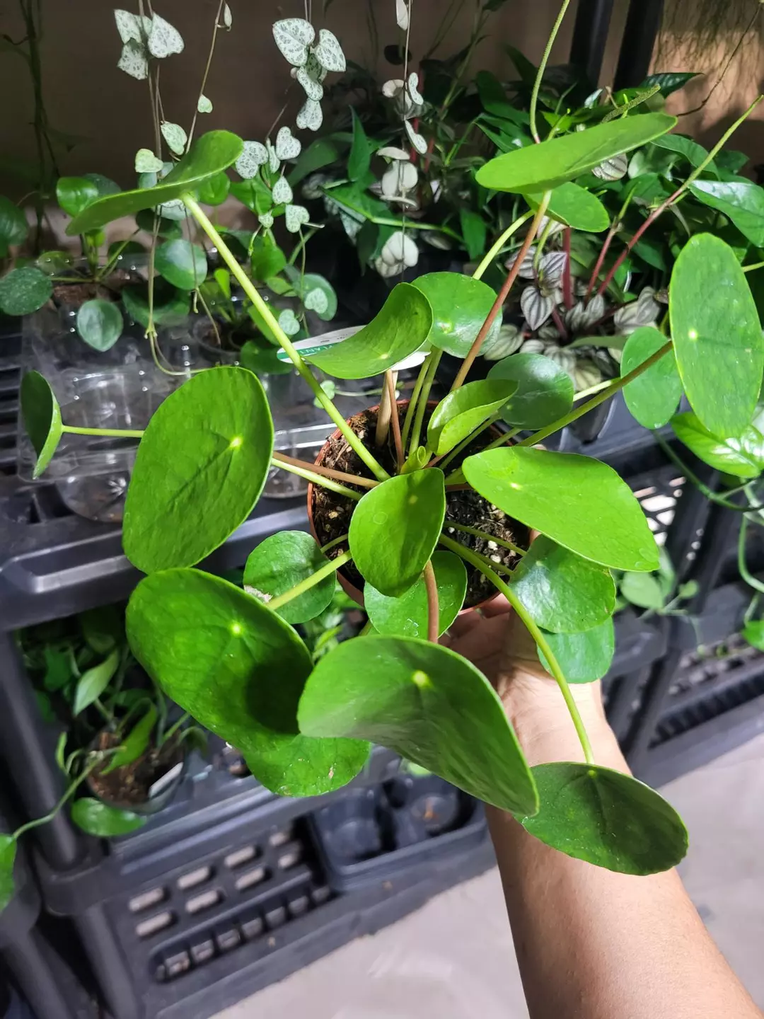 Pilea chinese money plant 4" thumbnail