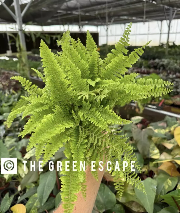 Fluffy Ruffles Fern 4” pot growers choice thumbnail