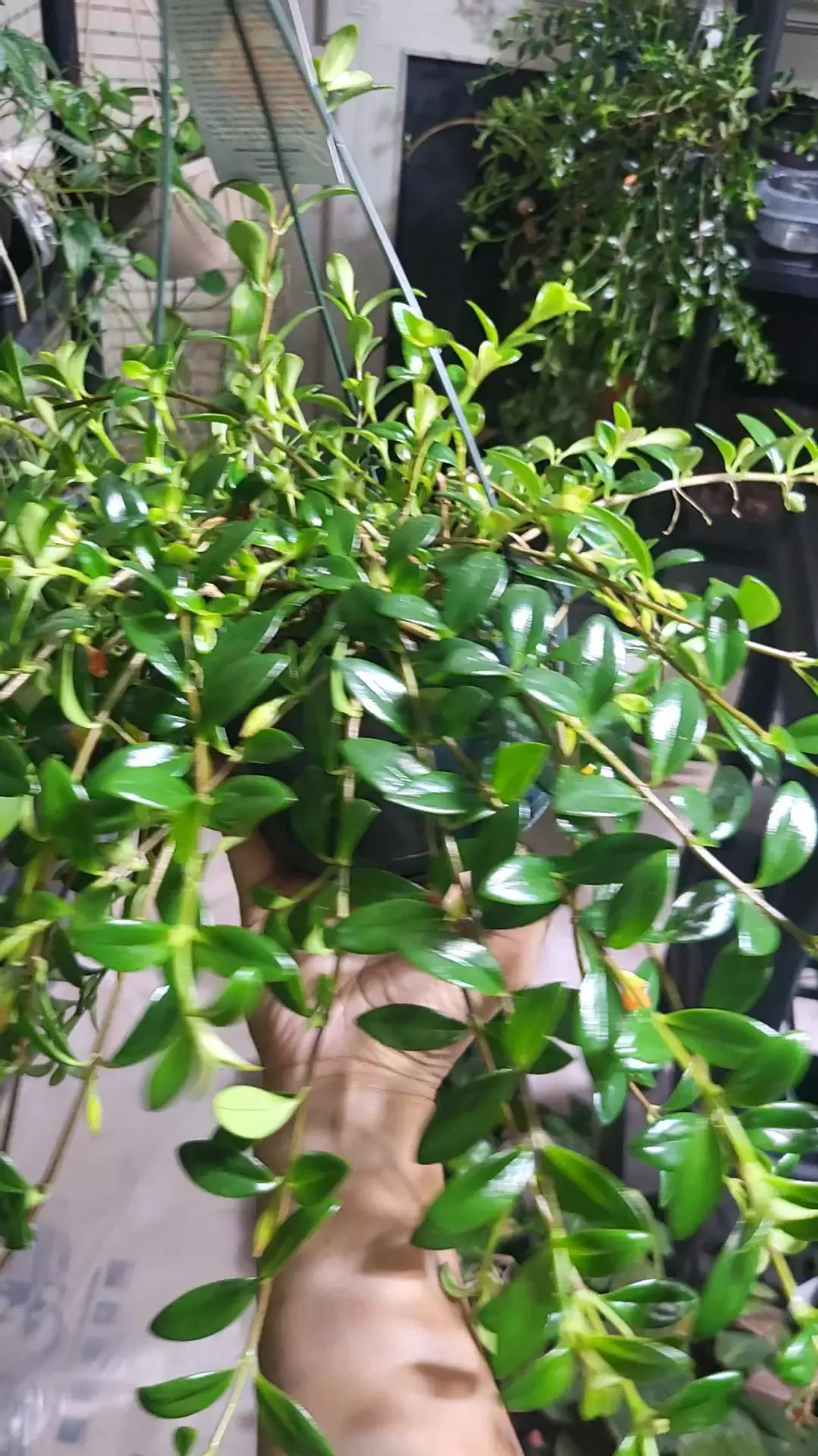 Goldfish nemanthus HB thumbnail