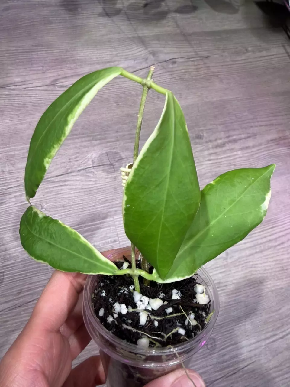 Hoya Pimenteliana albo thumbnail