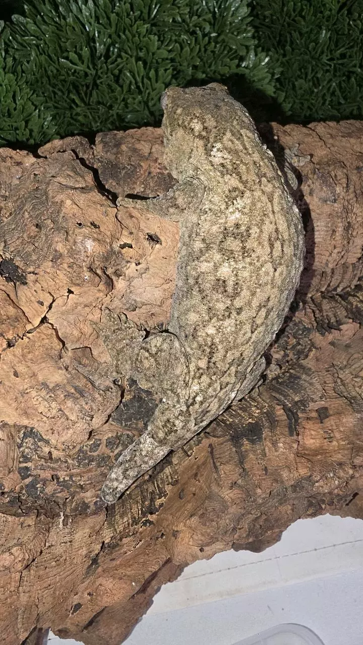 Yate Leachianus thumbnail