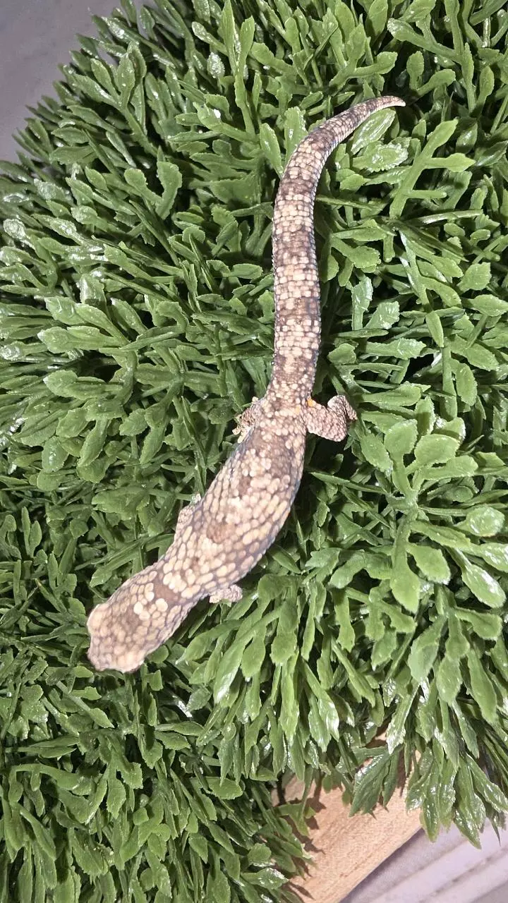 Eurydactloydes Agricolae thumbnail