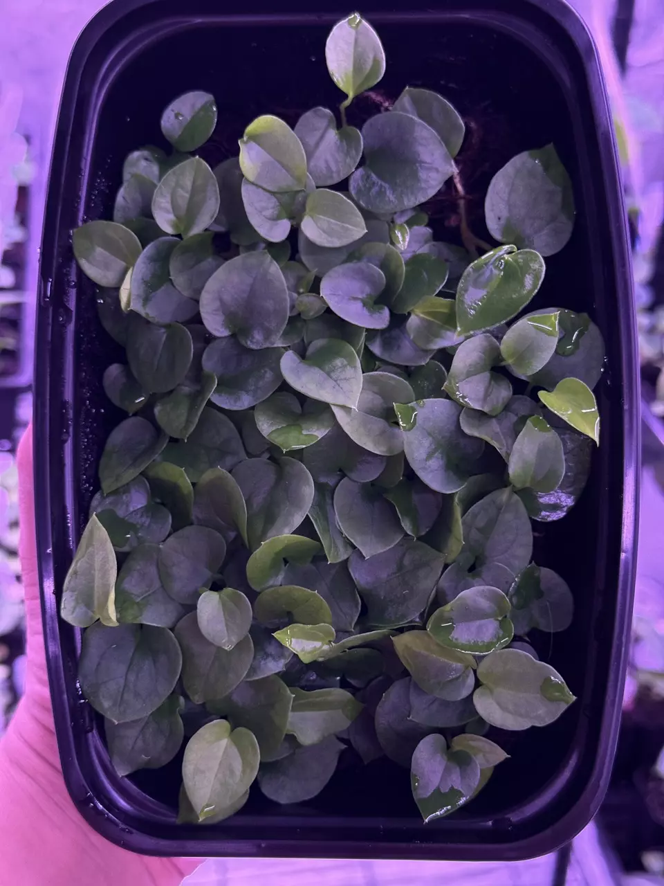 ✨New release✨ 2 sprouts of (AOS x BVEP) x BVEP #5 thumbnail