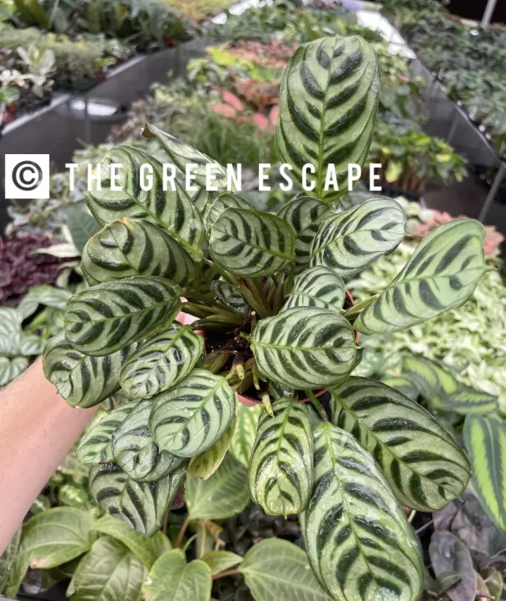 Calathea Burle Marx Amabilis 4” pot growers choice thumbnail