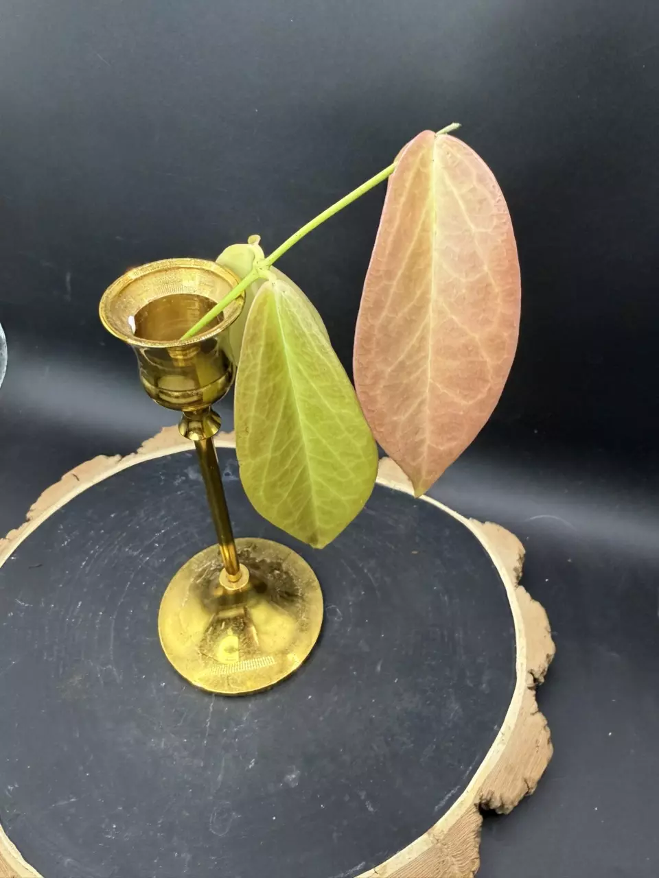 Hoya Chloraleuca cutting ✂️ thumbnail