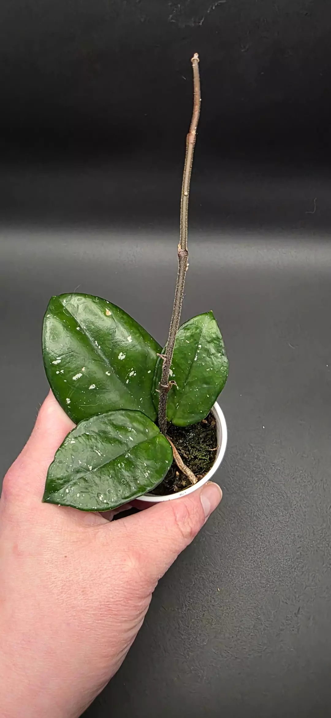 Hoya Carnosa Freckles thumbnail