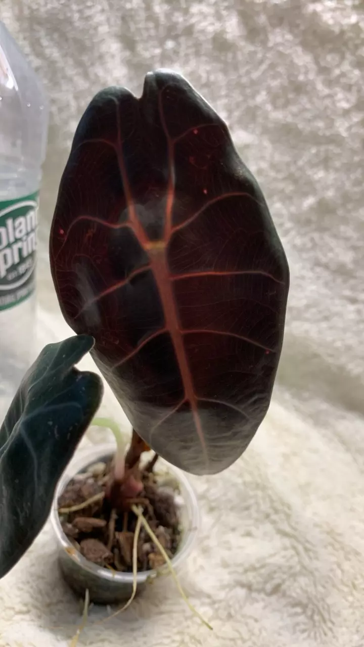 B60-alocasia Red secret Revert pup thumbnail