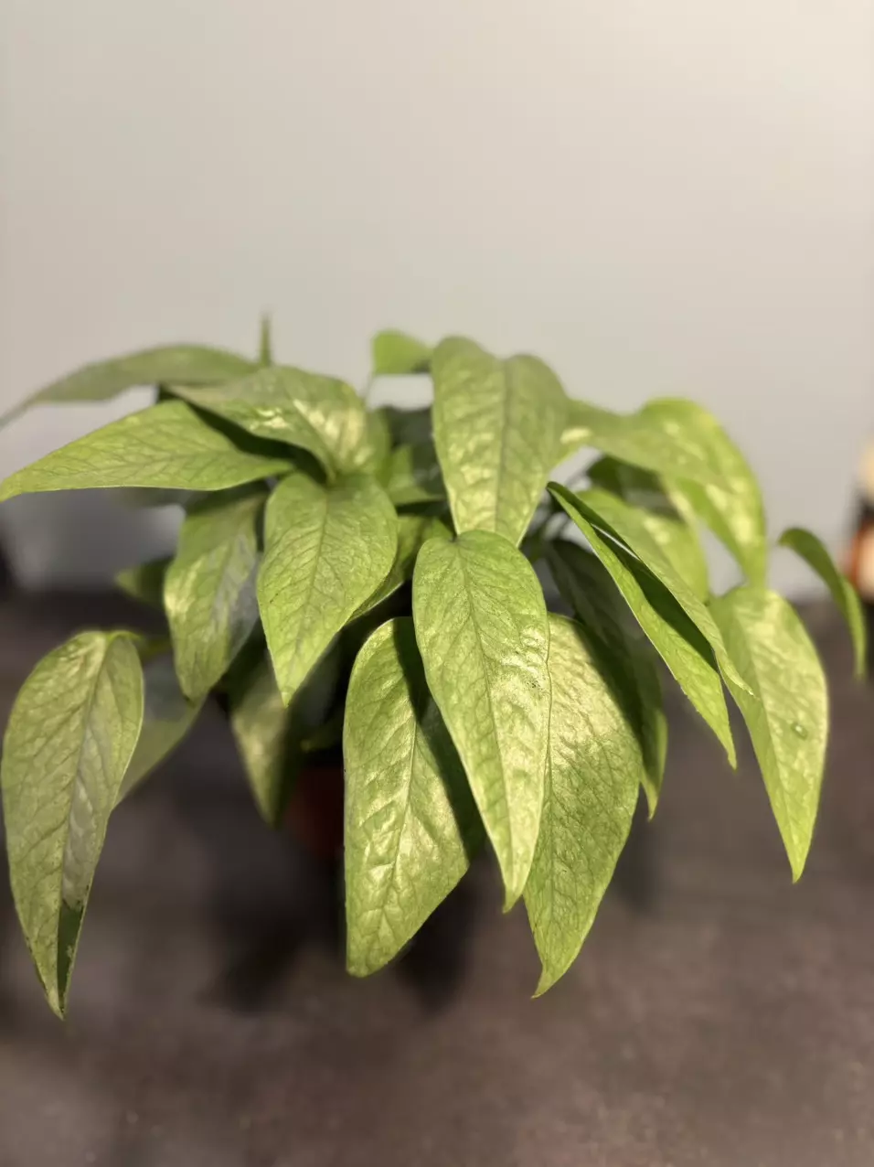 5 CUTTING, Enclosure ready Cebu Blue ground cover cuttings thumbnail