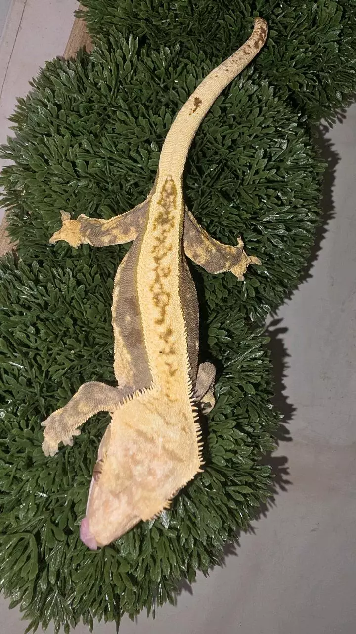 Drippy Extreme Tricolor F thumbnail