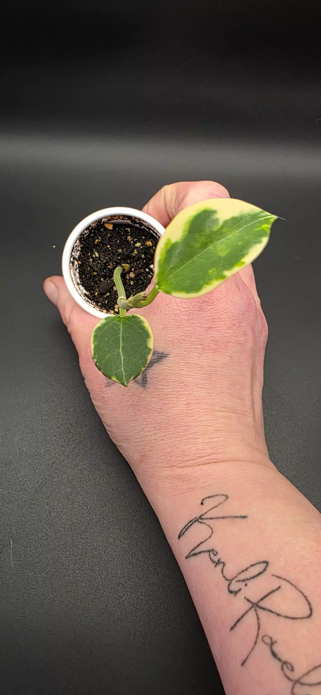 Hoya Para Albo thumbnail