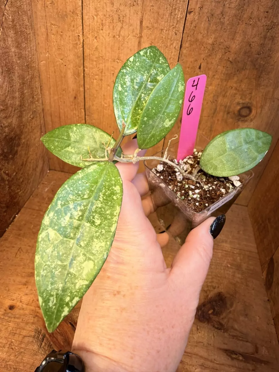 466 Hoya AH-777 thumbnail