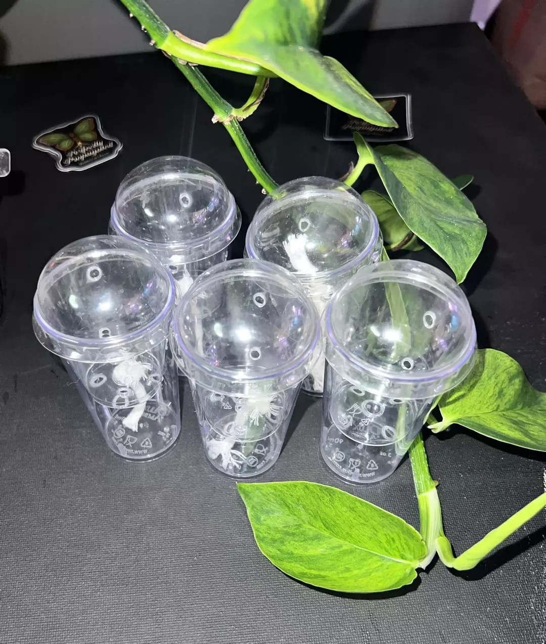 10 Corm Cups thumbnail