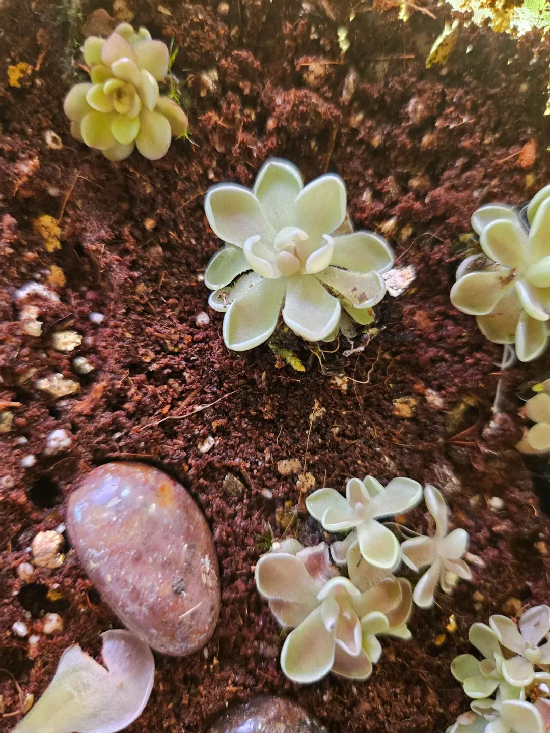 Pinguicula cotton candy dime sized thumbnail