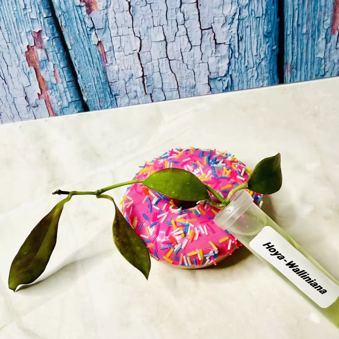 Hoya Walliniana thumbnail