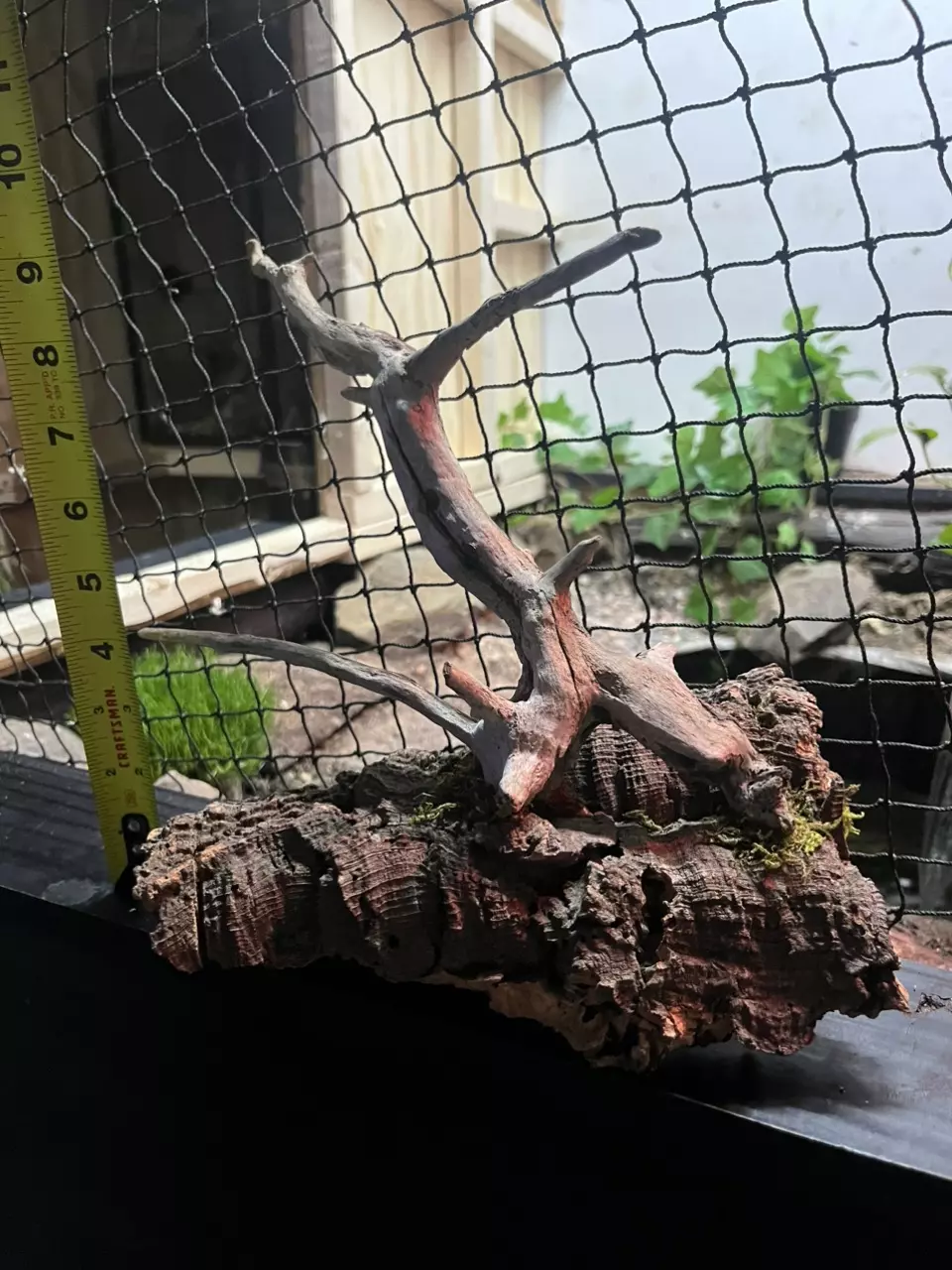 Oak on cork half round thumbnail