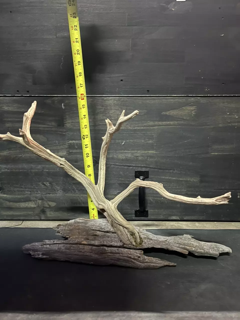 Ghost wood on oak drift wood thumbnail