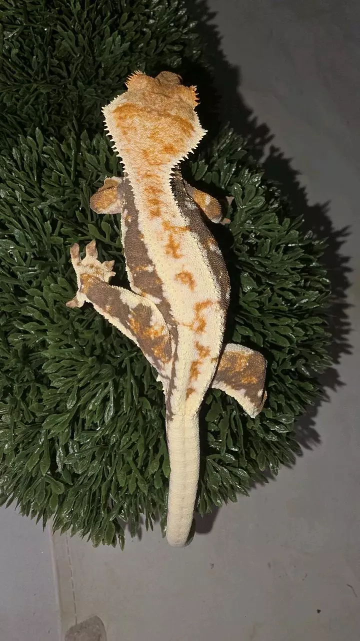 Lily White crested thumbnail