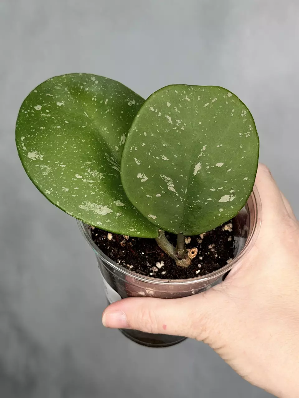 Hoya obovata (splash) thumbnail
