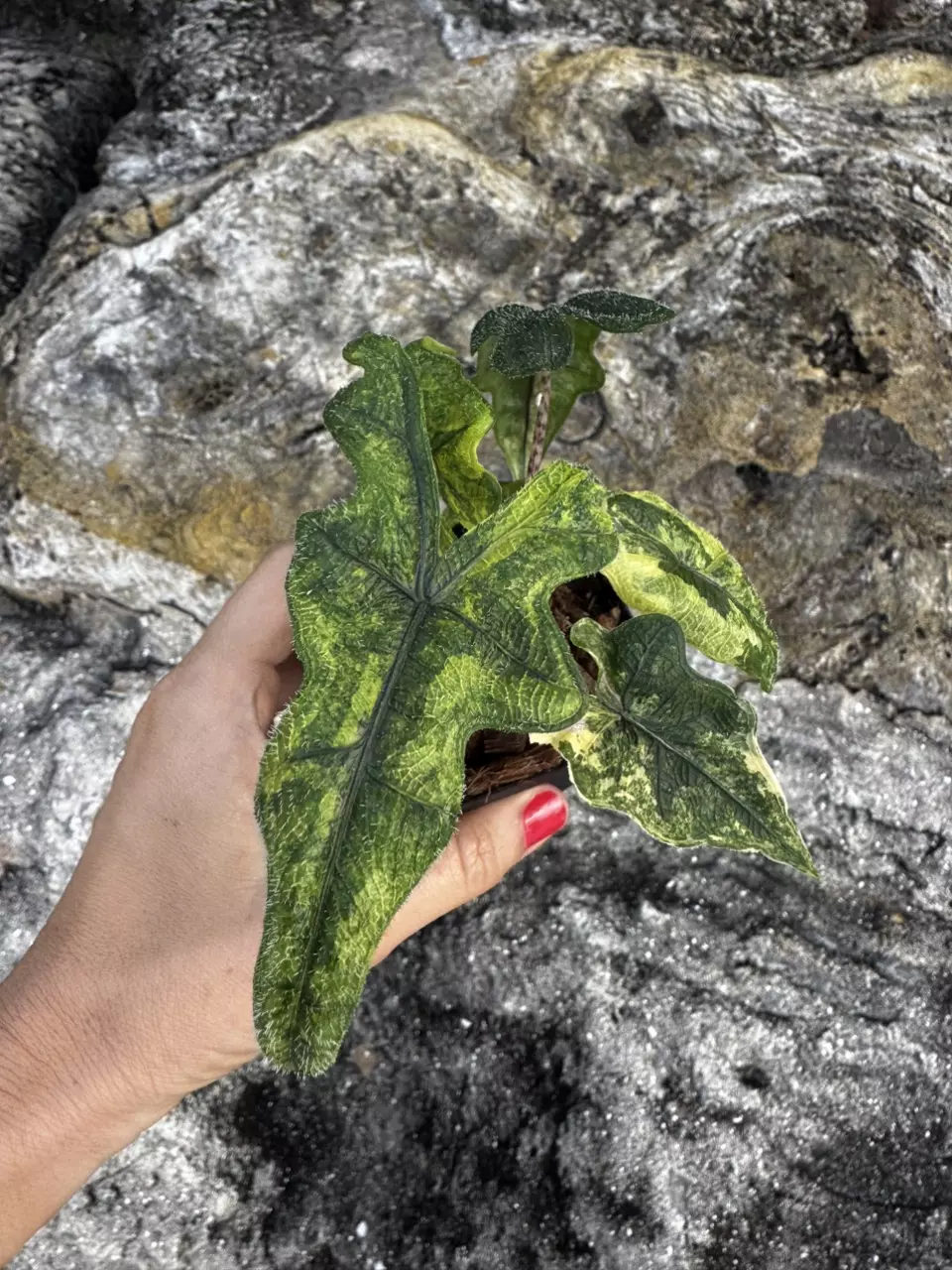 Alocasia Jacklyn Variegated Aurea 3” thumbnail