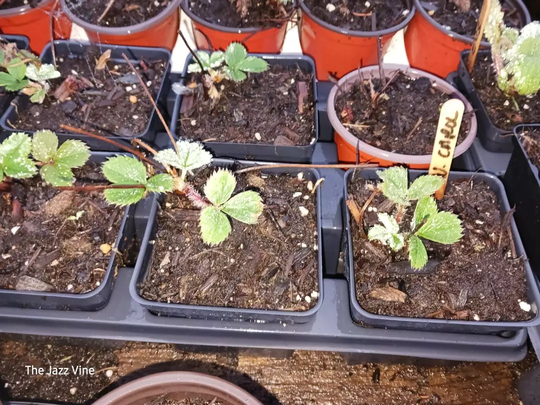 Strawberry white Carolina thumbnail