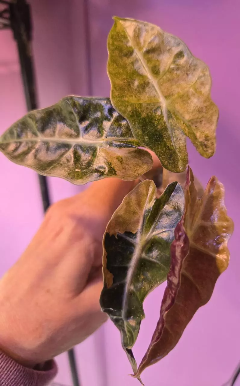 Polly Auera Splash Alocasia thumbnail