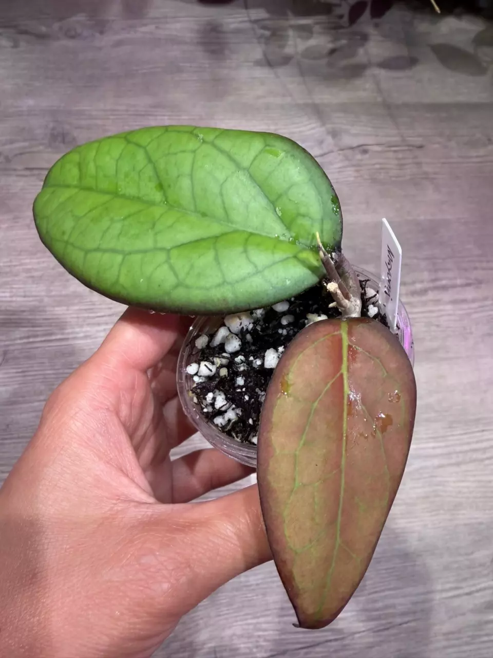 Hoya Mayumi thumbnail