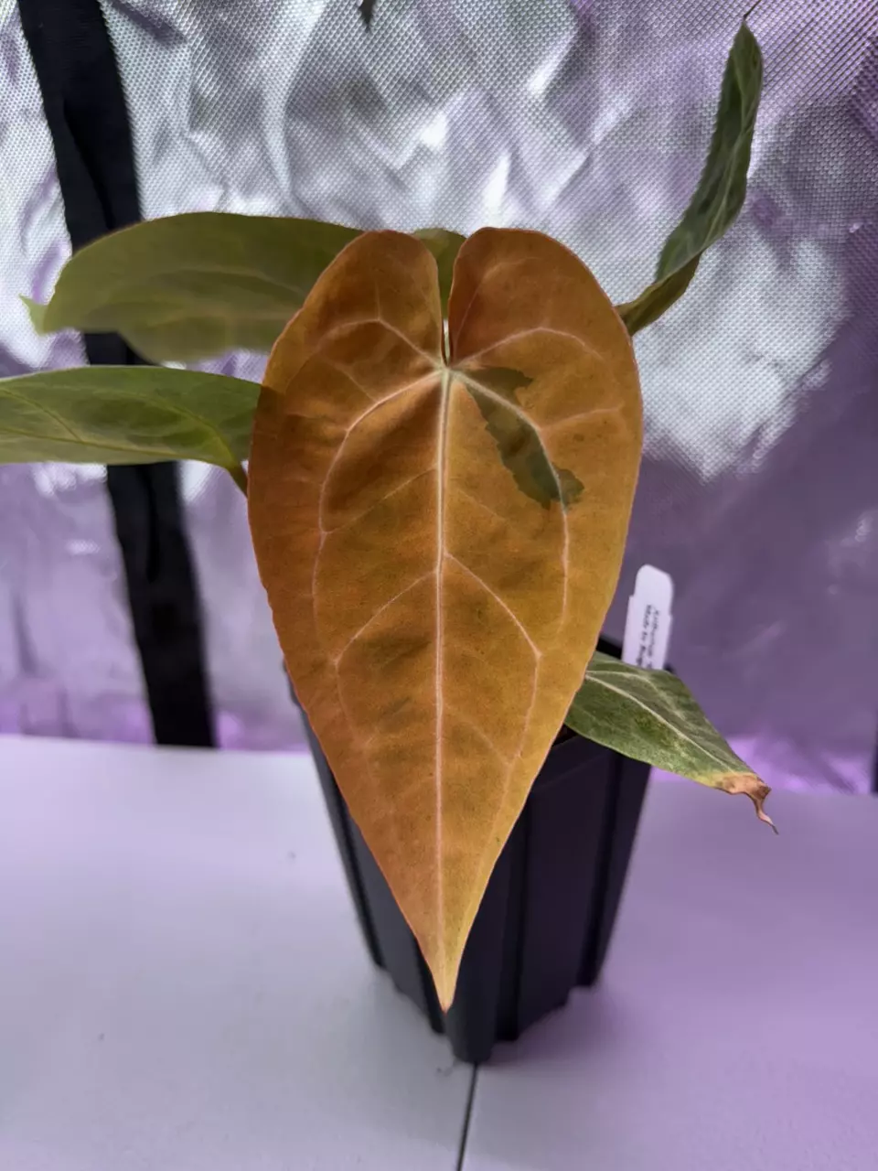 Cataphyll variegated “Snake Oil 2.0” by @burgalfloweringfarmstead thumbnail