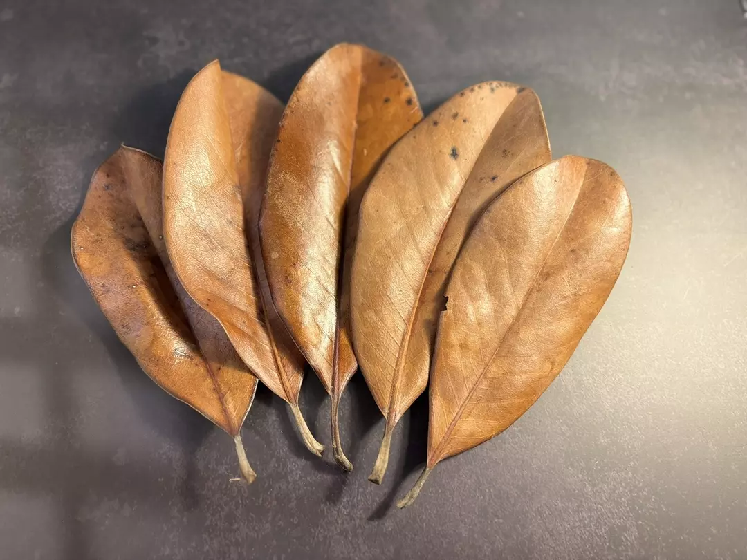 Oak Leaf Litter thumbnail