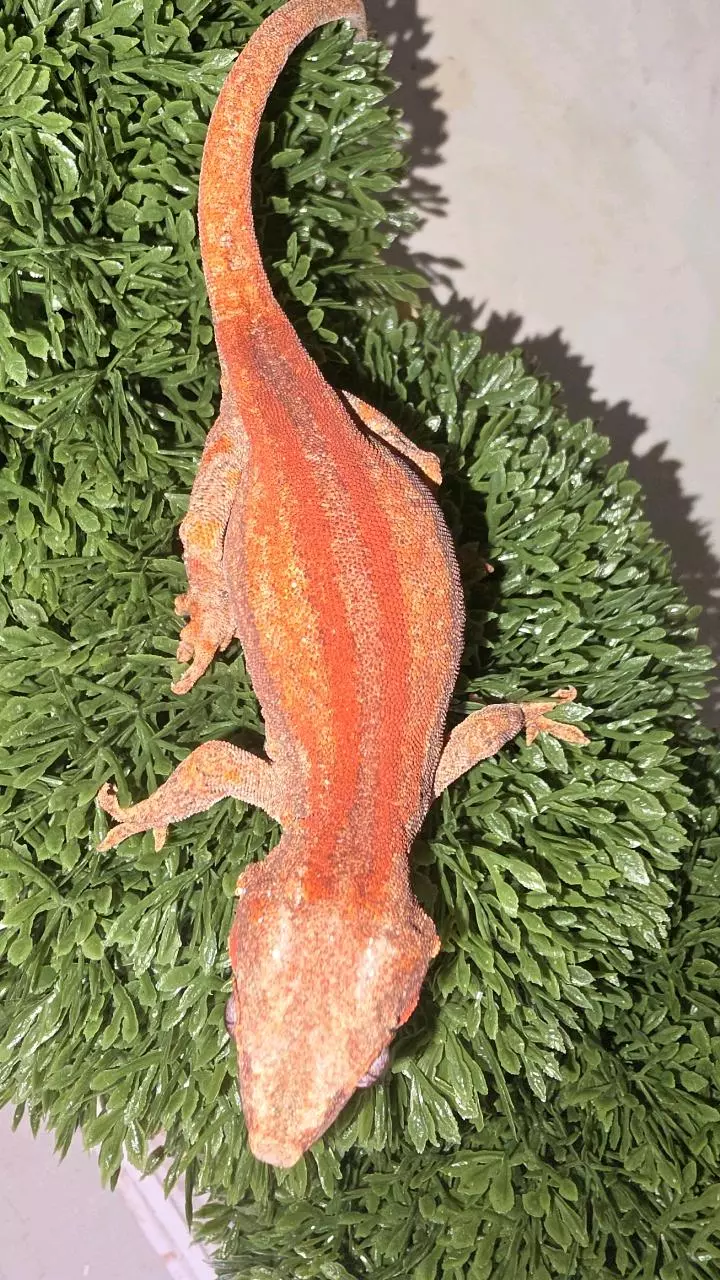 Red stripe gargoyle thumbnail