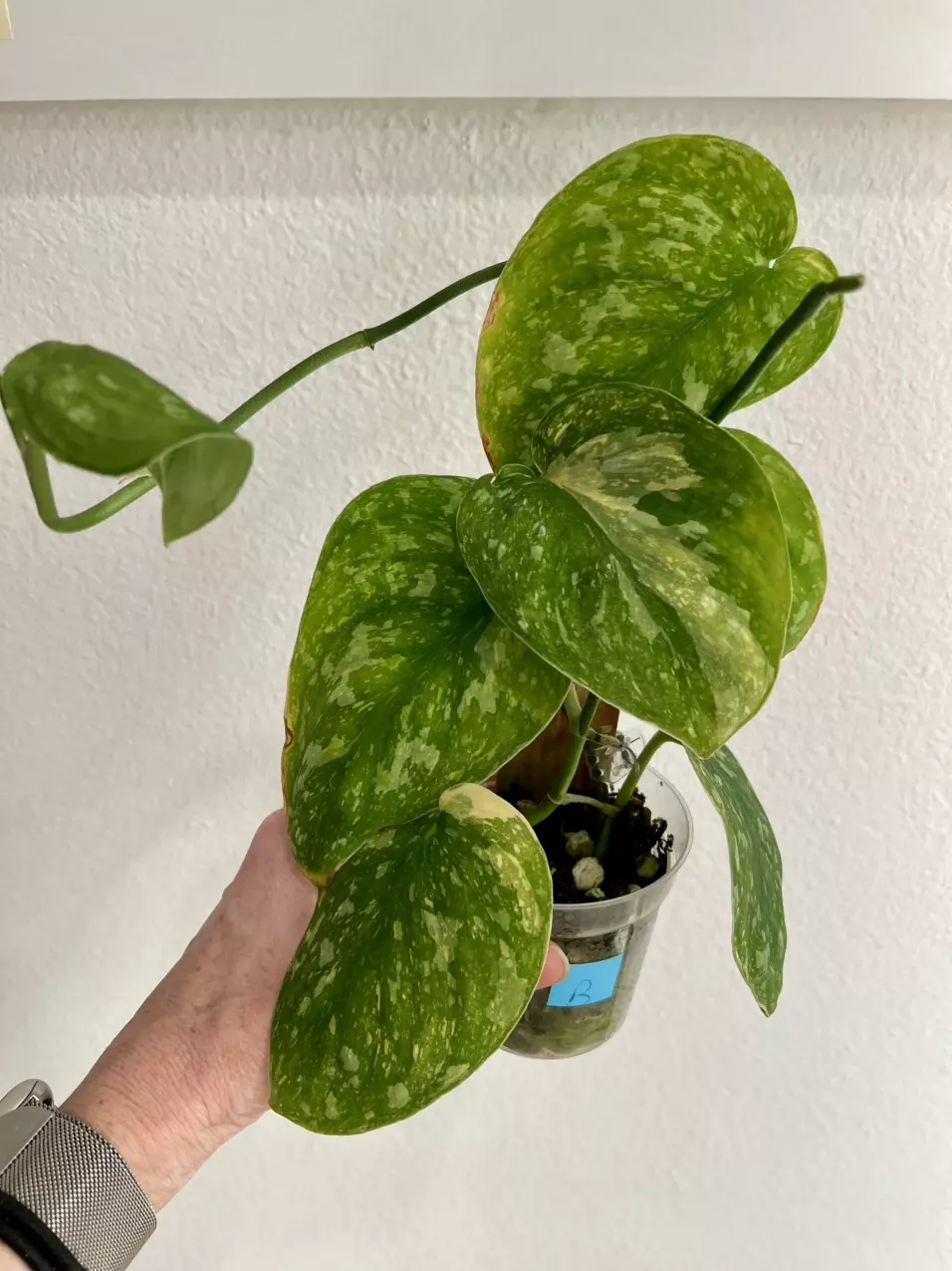 Scindapsus baticon variegated B thumbnail