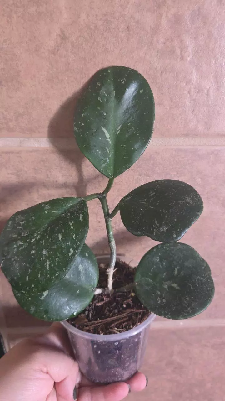 Hoya Obovata splash thumbnail