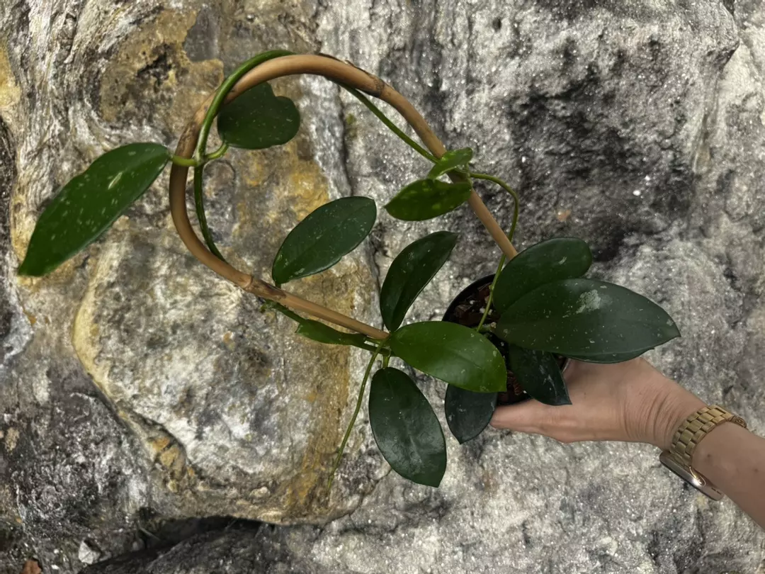 Hoya Meliflua 4” with Trellis thumbnail