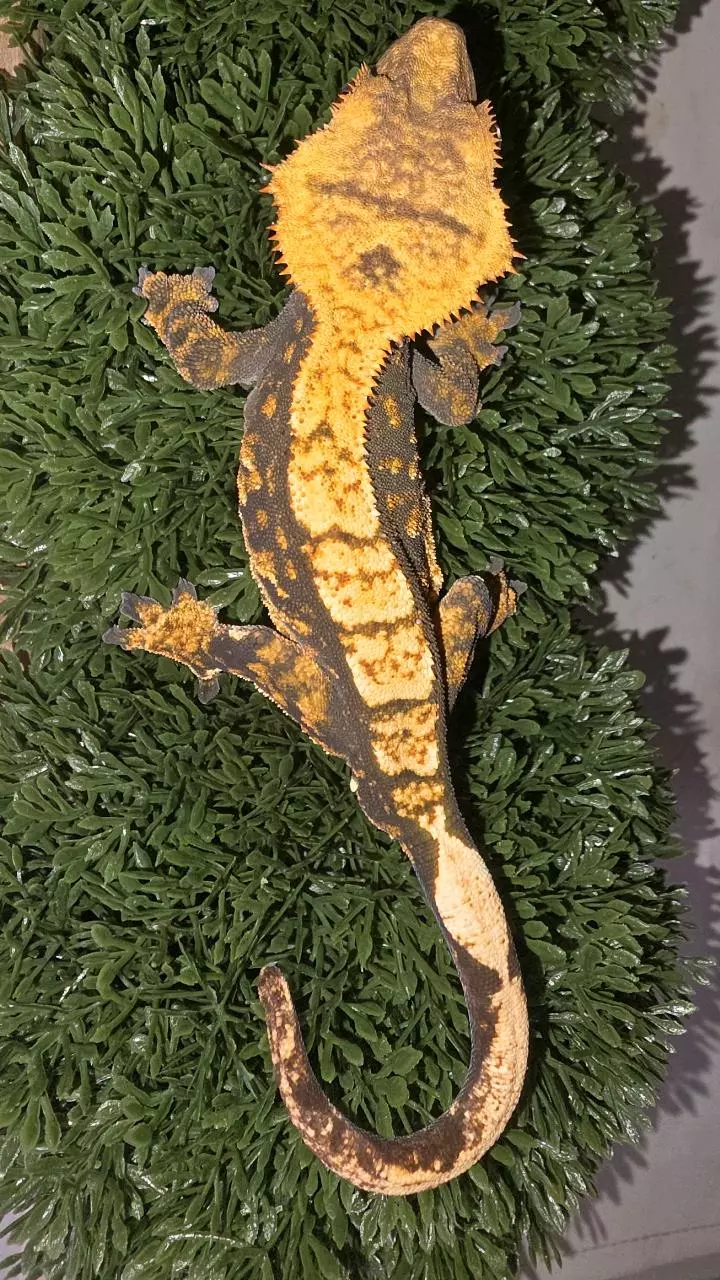 Dark base Halloween Crested thumbnail