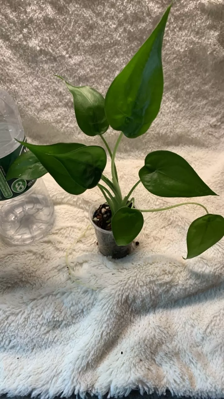B63-alocasia cuclatta reverted white snow marble thumbnail