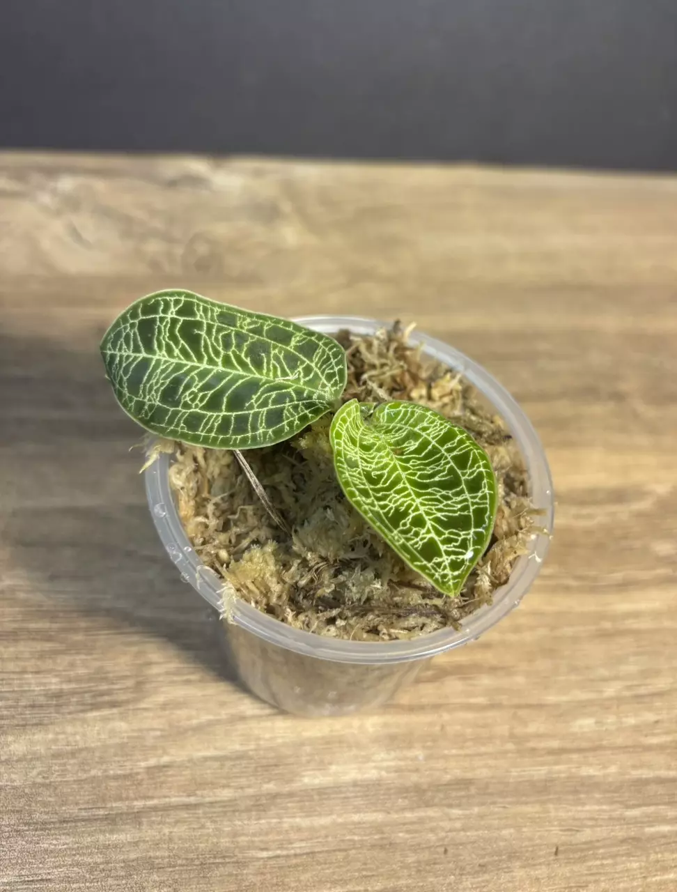 Jewel Orchid - Macodes Petola 3016 thumbnail