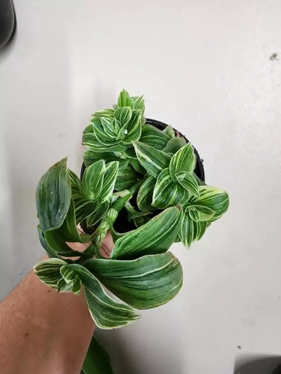 Tradescantia pistachio thumbnail