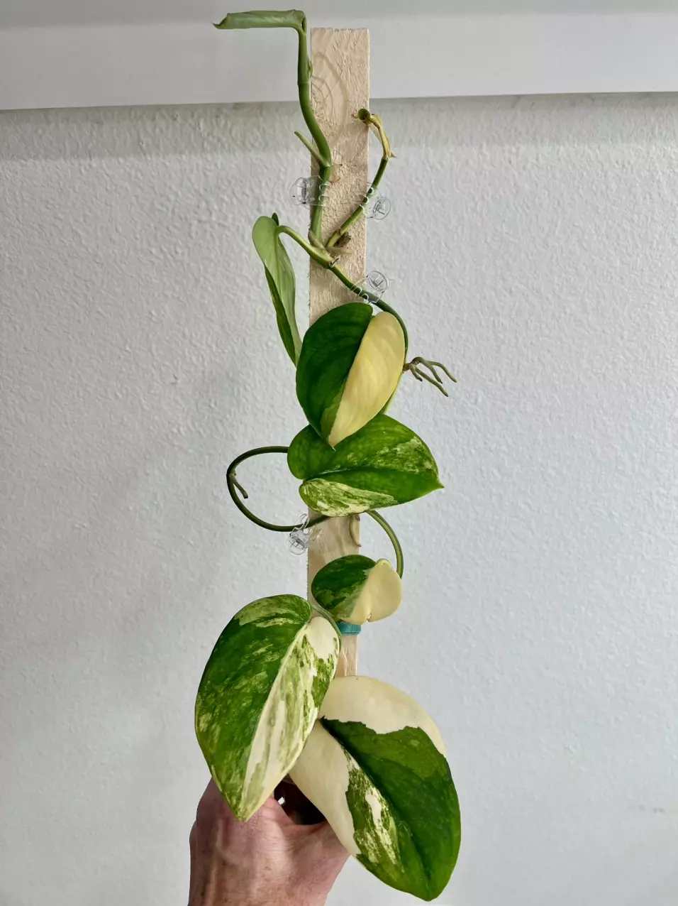 Scindapsus jade satin B thumbnail