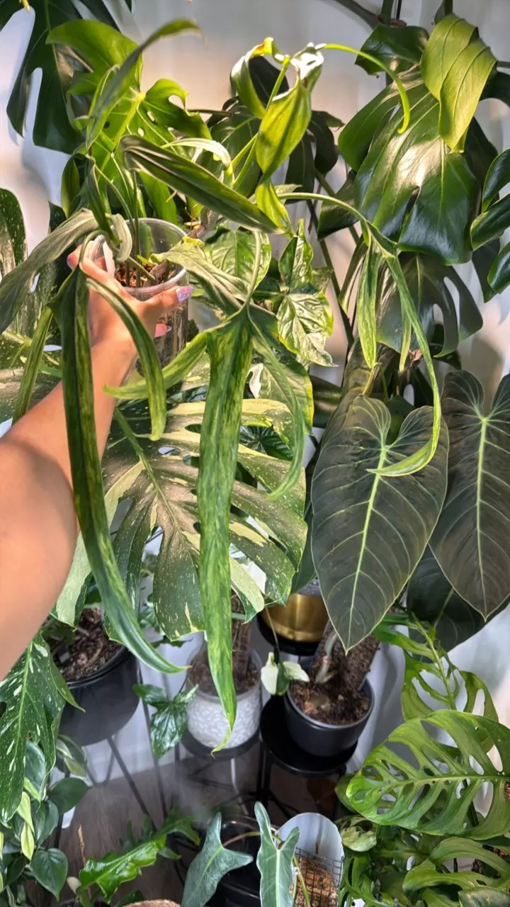 0417 Philo Parolaense mint thumbnail