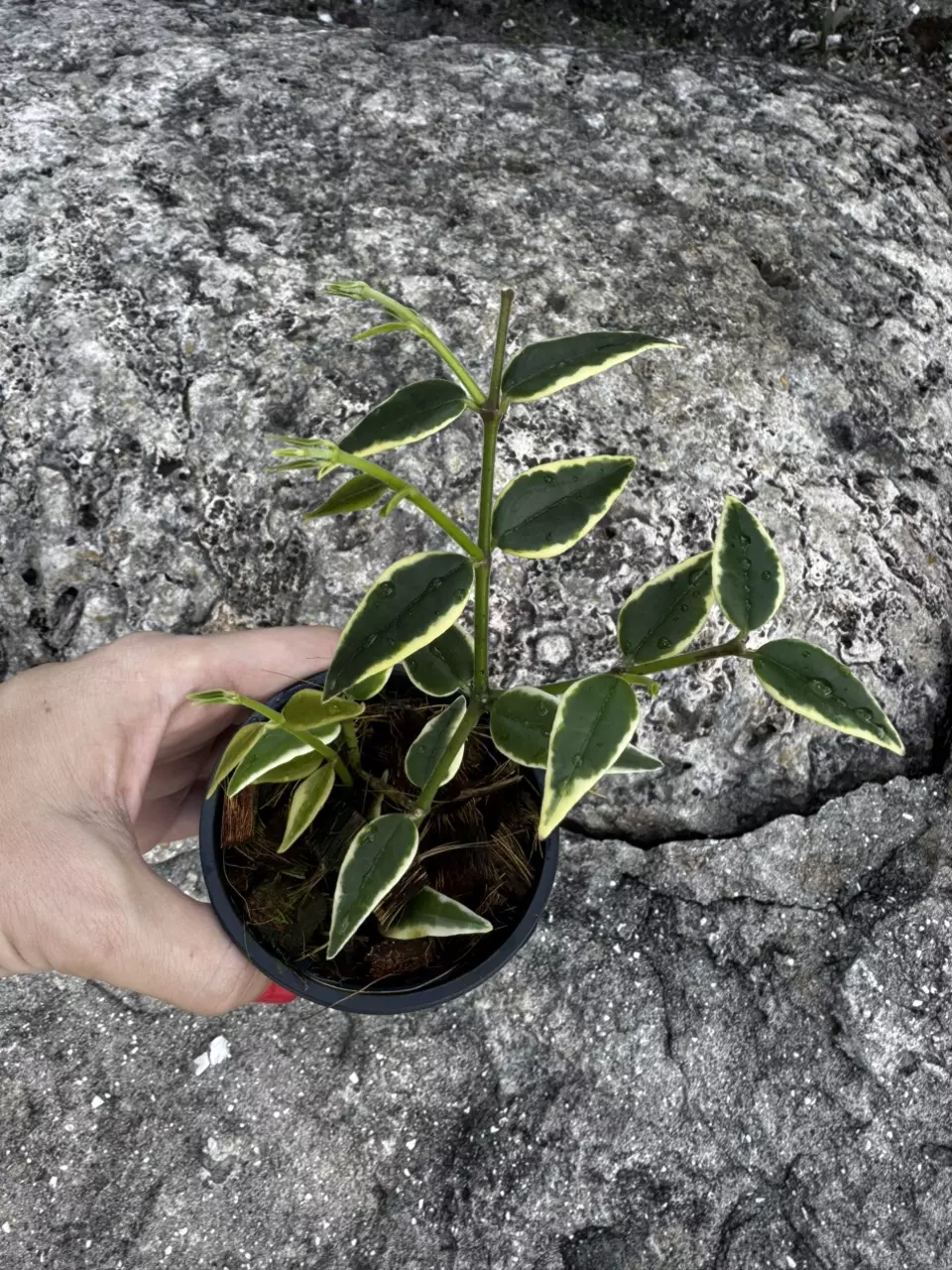 Hoya Bella outer variegated albomarginata 3” thumbnail
