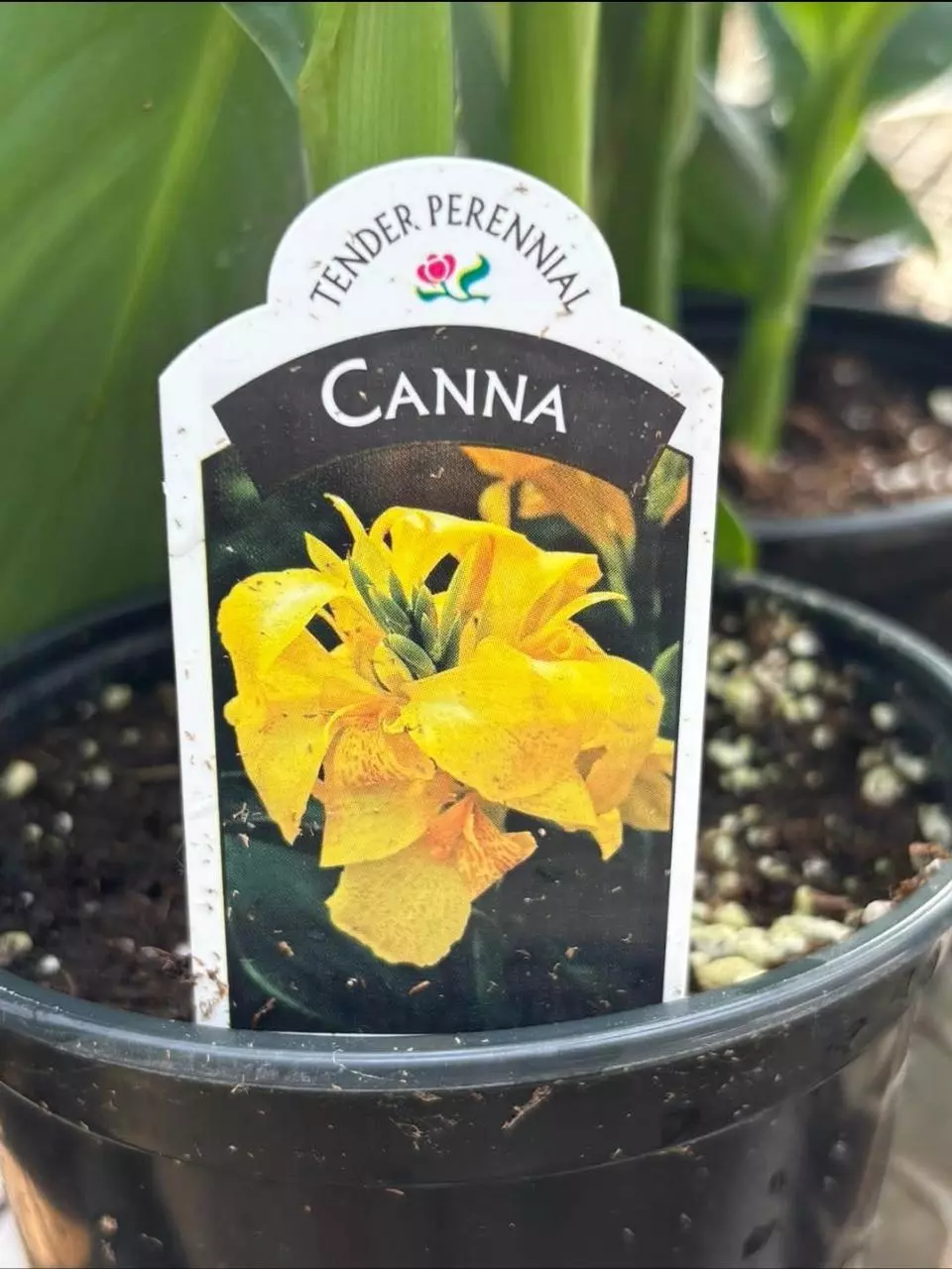 Canna Lilly yellow thumbnail
