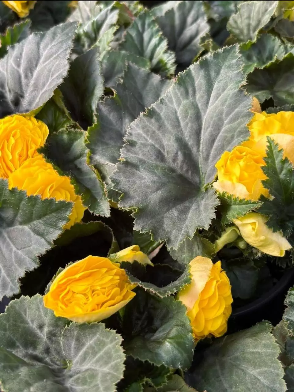 Begonia tuberous yellow thumbnail