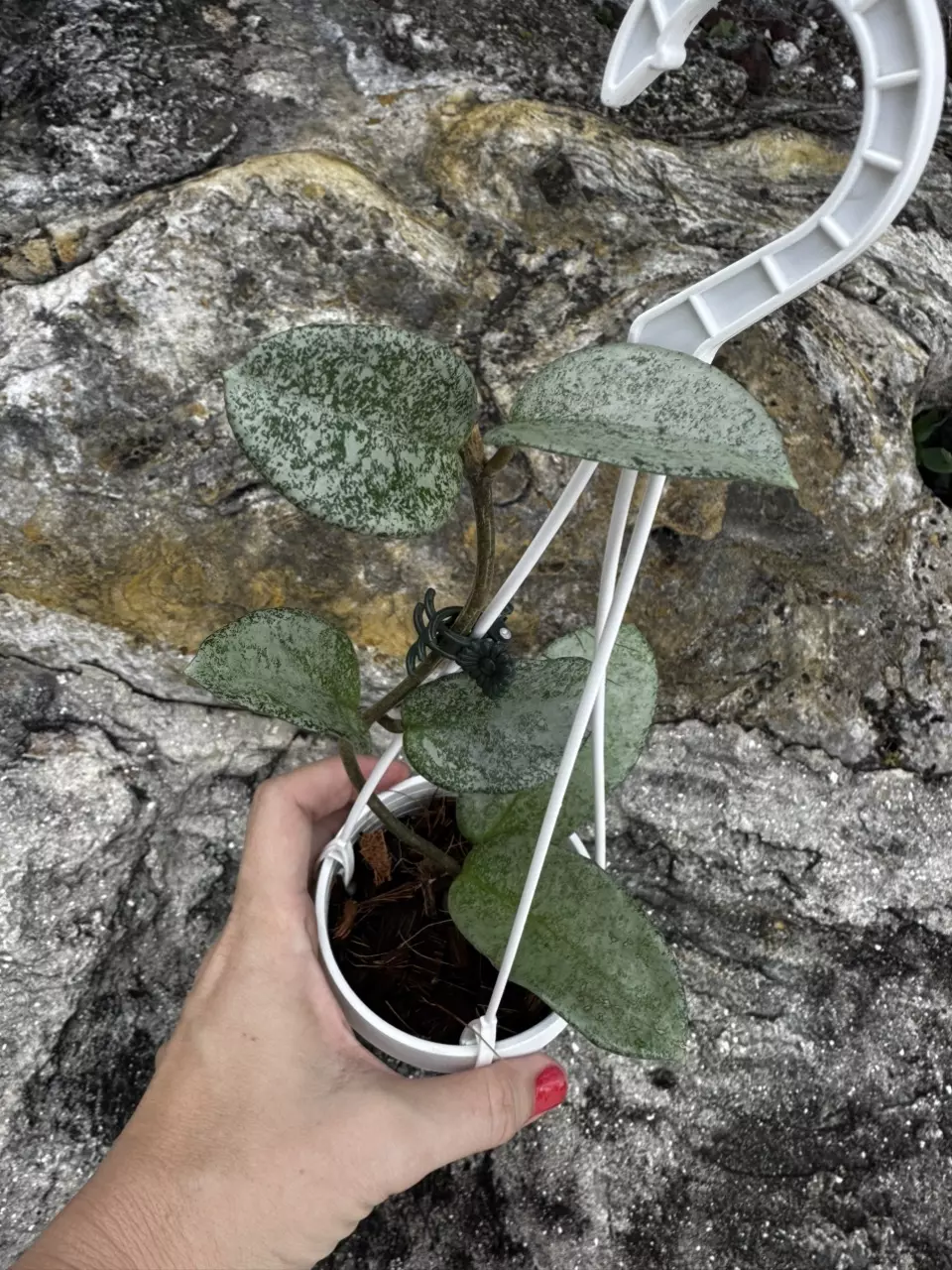 Hoya Carnosa Nova Ghost 3” hanging thumbnail