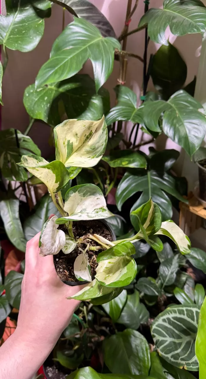 Manjula Pothos thumbnail