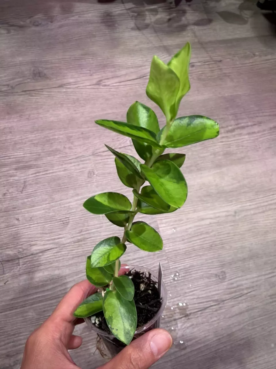 Hoya Cumingiana inner variegated thumbnail