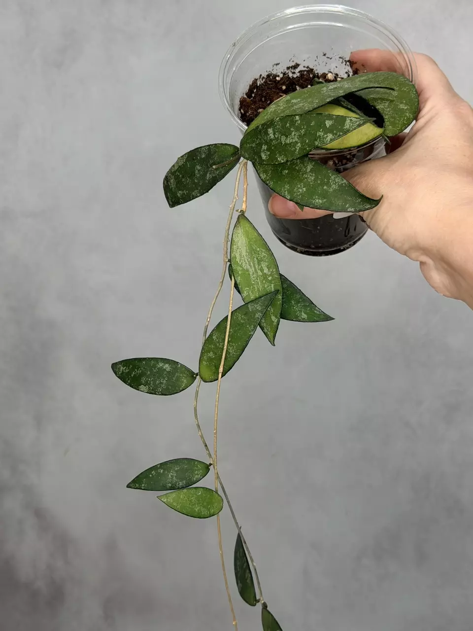 Hoya flagellata thumbnail