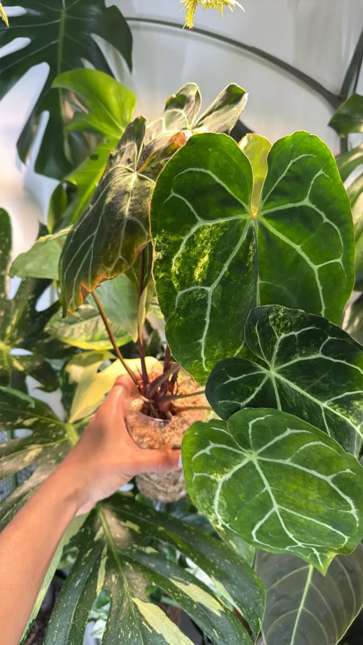 0393 Anthurium Crystallinum Varigated thumbnail